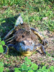 Baby Caiman von vorne