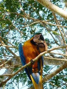 Cachoeira das Palmeiras  Gelb Ara  Doc
