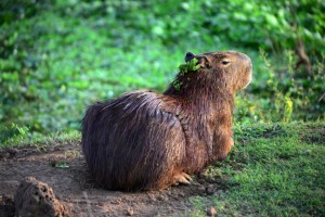 Capivara mit Krönchen