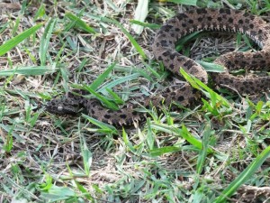 Giftschlange auf Meia Lua