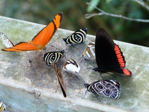 Iguacu Schmetterlinge 7
