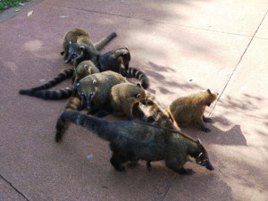 Iguacu Nasenbären 3
