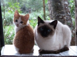 Wer kann diesen Blicken widerstehen?