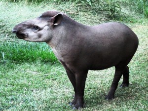 Tapir 1 Doc