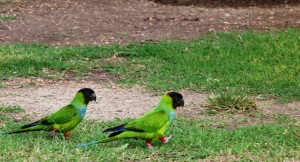 Zwei kleine Grüne Doc