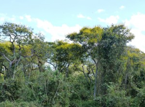 Ipé - Bäume